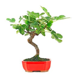 Bonsái Natural de Ficus Carica o Higuera Mediterránea