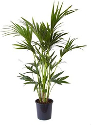Kentia Palma Natural de Interior Ideal para Decorar la Casa