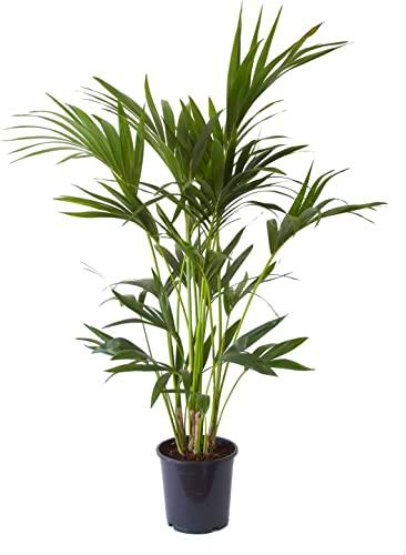 Kentia Palma Natural de Interior Ideal para Decorar la Casa