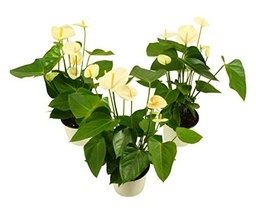 Trio Anthurium Samora Color Blanco Flores Blancas Naturales de Interior