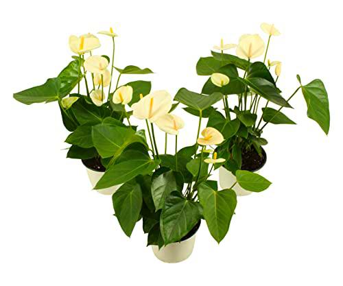 Trio Anthurium Samora Color Blanco Flores Blancas Naturales de Interior