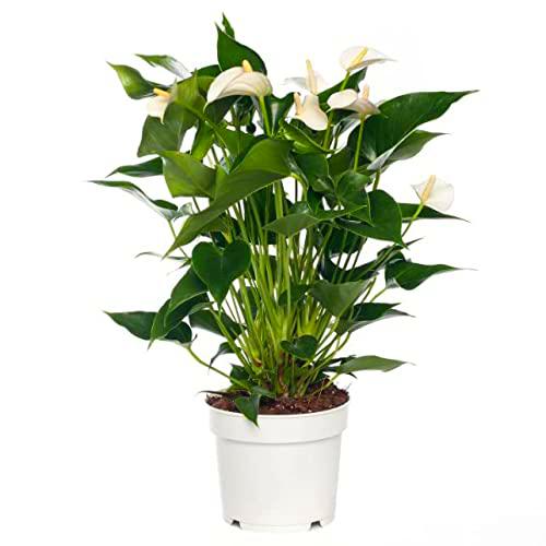Anthurium Flores Blancas ± 65cm de Altura Planta Interior Natural Flores Color Blanco