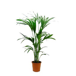 DECOALIVE Kentia Palmera Natural de Interior para Decorar el Hogar