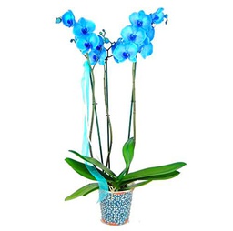 Phalaenopsis Azul PREMIUM Planta Natural Orquídea Flor Color Azul