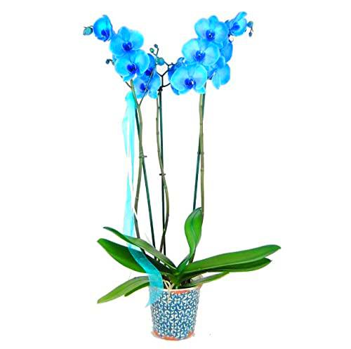 Phalaenopsis Azul PREMIUM Planta Natural Orquídea Flor Color Azul