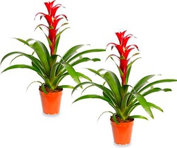 Duo de Guzmania PREMIUM Bromelias con Flor de Color Rojo Altura ± 50cm