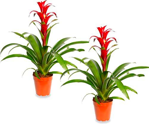 Duo de Guzmania PREMIUM Bromelias con Flor de Color Rojo Altura ± 50cm