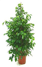 Árbol Natural ± 110cm Ficus Benjamina Hojas Color Verde