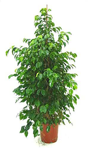Árbol Natural ± 110cm Ficus Benjamina Hojas Color Verde