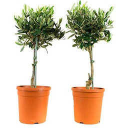 Olivo Set de 2 Árboles Naturales para Decorar el Interior del Hogar
