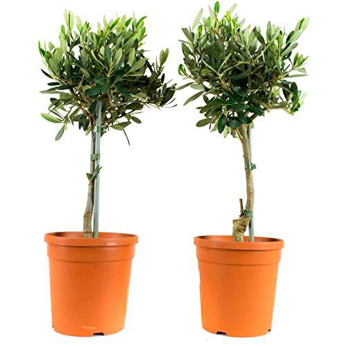 Olivo Set de 2 Árboles Naturales para Decorar el Interior del Hogar