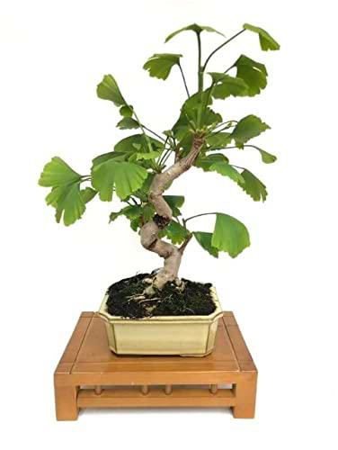 Ginkgo Biloba Natural Uno de los Bonsáis más Populares y Conocidos