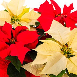 Pack Flores de Pacua | 2xPoinsettia Color Rojo &amp; 2xPoinsettia Color Blanco | Plantas Naturales