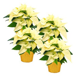 Pack de 4 Plantas de Navidad de Color Blanco Flores de Pascua Blancas