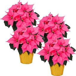 Poinsettia Color Rosa Pack de 4 Plantas de Navidad de Color Rojo