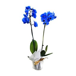 Orquídea Mariposa Magic Blue PREMIUM Planta Natural con Flores de Color Azul