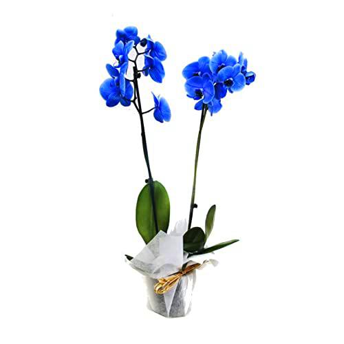 Orquídea Mariposa Magic Blue PREMIUM Planta Natural con Flores de Color Azul