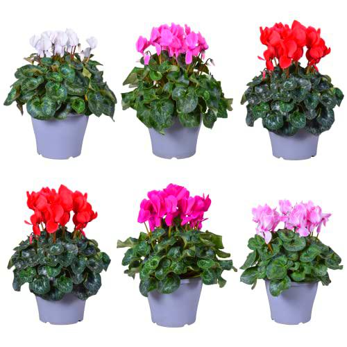 Cyclamen de Jardín PREMIUM Set de 6 Plantas con Flores de Muchos Colores Violetas Persas de los Alpes