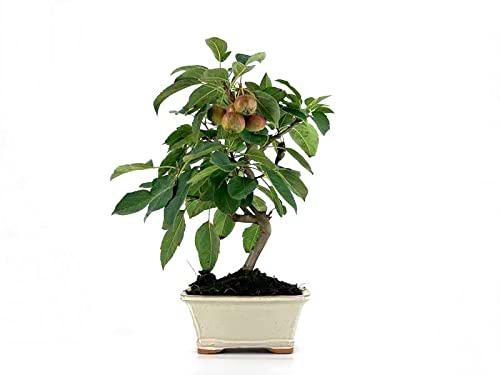 Planta Natural Original Bonsái Manzano Árbol Mediterráneo Malus