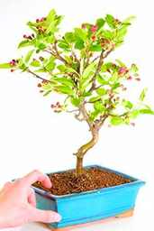 Bonsái Manzano PREMIUM Bonsái Mediterráneo Fruto en Temporada