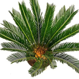 Cyca Natural Planta de Exterior de Aspecto Elegante