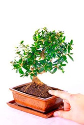 Bonsái de Exterior Planta de Olivo Bonsái Olea Europaea Nautral
