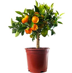 Naranjo Chino Natural Árbol de Interior Perfecto para Decorar