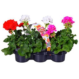 Geranios de Jardín PREMIUM Set de 6 Plantas con Flores de Muchos Colores