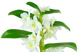 Orquídea (Dendrobium Nobile Blanco) Planta Natural de Interior Para Decorar la Oficina o el Hogar