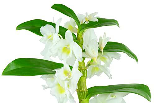 Orquídea (Dendrobium Nobile Blanco) Planta Natural de Interior Para Decorar la Oficina o el Hogar