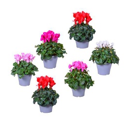 Pack de 6 Violeta de los Alpes Cyclamen Plantas con Flores de Colores