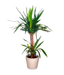 Yucca Elephantipes de 100cm 2 Troncos - Planta Natural de Apariencia Imponente para Decorar tu Casa o Oficina