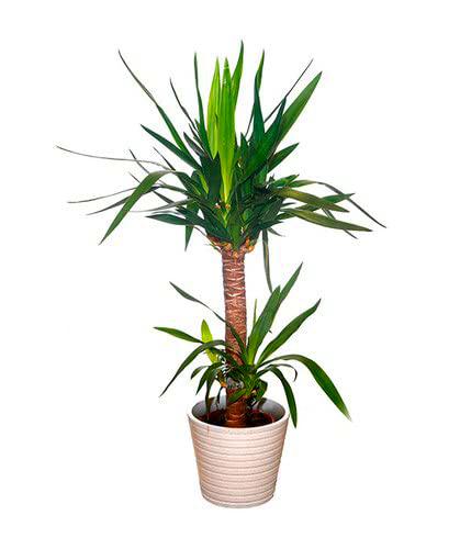 Yucca Elephantipes de 100cm 2 Troncos - Planta Natural de Apariencia Imponente para Decorar tu Casa o Oficina