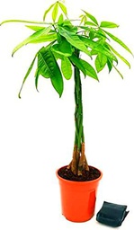 Pachira Aquática Natural Árbol Ornamental Ideal para Decorar Interiores Tamaño XL 100cm