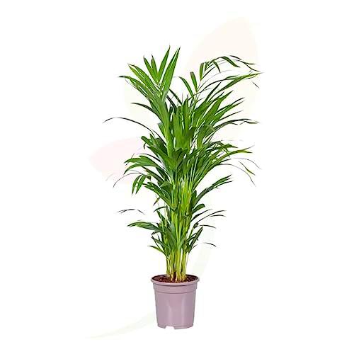 Areca 100cm la Belleza Verde que no Puede Faltar en tu Decoración Natural