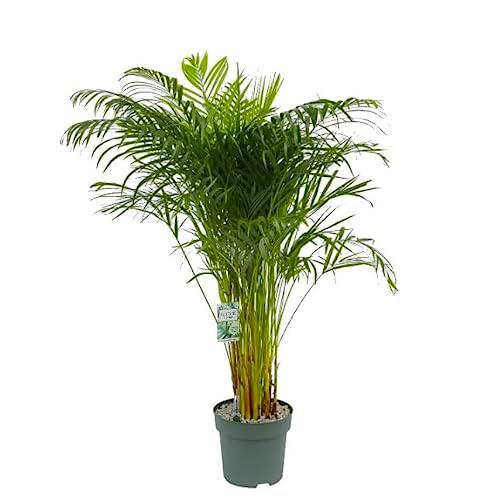 Areca de Salón Grande y Exótica la Palmera Natural de 100cm
