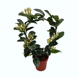 Jazmín del Madagascar Color Alpine o Variegata Planta muy Rara y Única