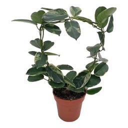 Jazmín de Madagascar Color Alpine DECOALIVE Hojas a Manchas Variegata
