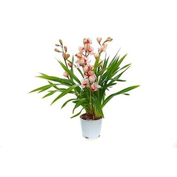 Orquídea Barco (Cymbidium) Planta Natural de Interior Para Decorar la Oficina o el Hogar