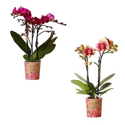 DOS Orquídeas Mariposa - Phalaneopsis Orchidee - Plantas Naturales con Flores Decorativas