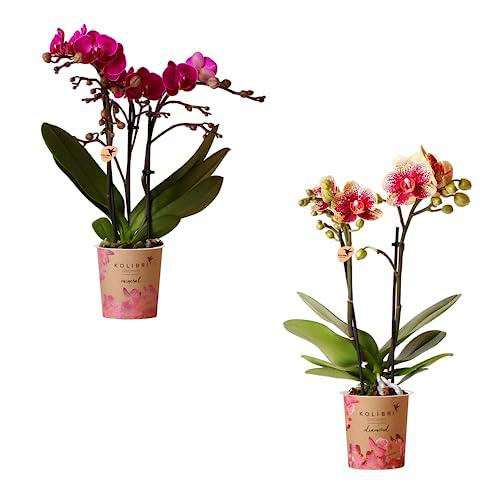 DOS Orquídeas Mariposa - Phalaneopsis Orchidee - Plantas Naturales con Flores Decorativas