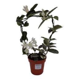 Jazmín Madagascar Variegata o Bicolor Planta Natural Única Hojas Verdes con Manchas Blancas