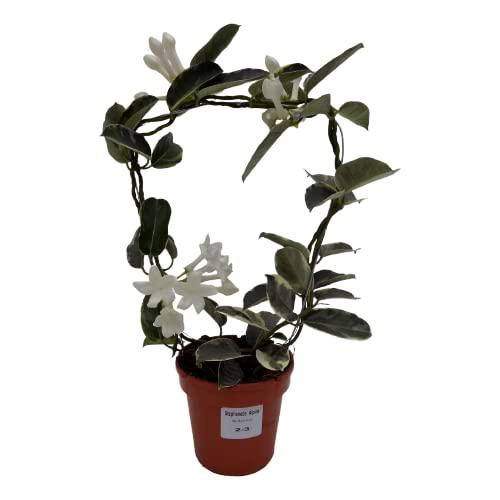 Jazmín Madagascar Variegata o Bicolor Planta Natural Única Hojas Verdes con Manchas Blancas