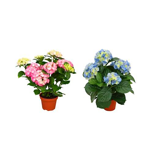 Set de Dos Hortensias Naturales con Flores de Color Rosa y Azul