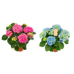Duo de Hortensias Plantas Naturales de Colores - Azul y Rosa