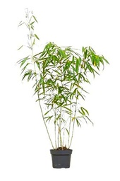 Bambú Natural la Planta Perfecta para Decorar tu Espacio Exterior