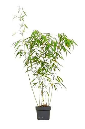 Bambú Natural la Planta Perfecta para Decorar tu Espacio Exterior