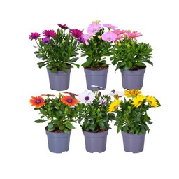 Margaritas de Jardín PREMIUM Set de 6 Plantas con Flores de Muchos Colores