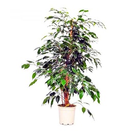 Planta Ficus Benjamina Color Verde para Casa y Oficina