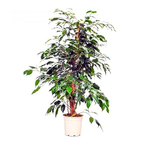 Planta Ficus Benjamina Color Verde para Casa y Oficina